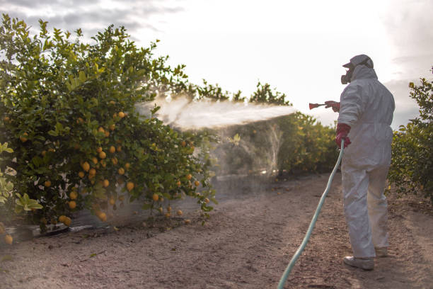 Best Pest Removal Services  in Lake Riverside, CA