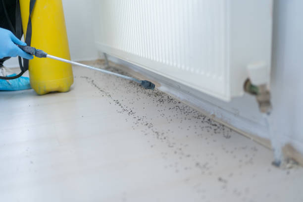 Trusted Lake Riverside, CA Pest Control Experts